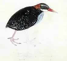 A watercolour of a Tahiti rail (Hypotaenidia pacifica) by Georg Forster. The inscription reads "Rallus pacificus. Taheitee. Oomnaoe. Oomeea keto ōw'"