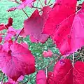 Purplish red fall foliage