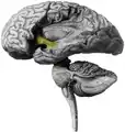 Human brain with operculum removed. A part of uncinate fasciculus is visible (shown in yellow)