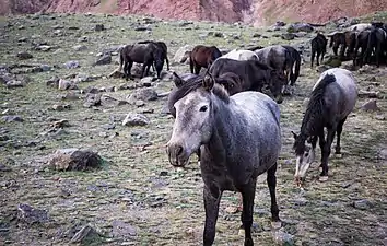 Chhumurthi horses near Mud