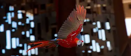 A macaw in flight.