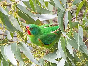 Swift parrot in eucalypt foliage