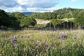 Lupines at Annadel State Park