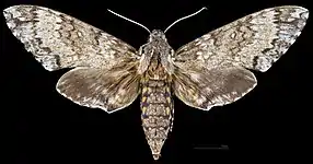 Manduca rustica calapagensis, female, dorsal