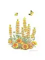 Mary Foley Benson, golden lupine, california poppy and dogface butterfly, 1984