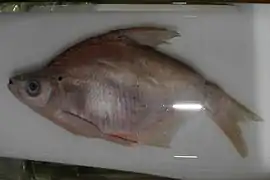 A preserved Black Amur bream fish in a glass container