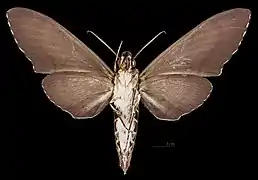 Meganoton rubescens thielei ♂   △