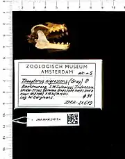 A bat skull with the mouth open