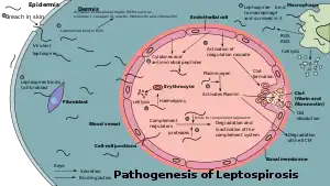 Diagram showing the pathogenesis of leptospirosis