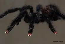 "Pink Toes" of  A. avicularia juvenile