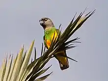 A parrot with a yellow underbelly, green upper chest and grey head