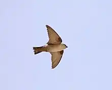 A square-tailed pale brown swallow in flight, viewed from below