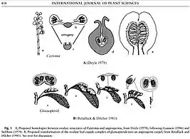 Fig. 5 Diagram comparing ovulate structures in Caytoniales, Glossopteridales, and Angiospermae. The upper illustrations show Caytoniales as angiosperm ancestors, and the lower illustrations show glossopterid ancestors.