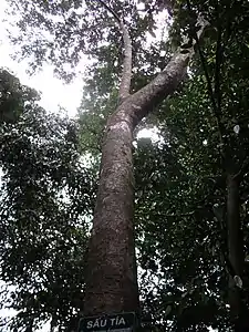 Sấu in Phong Nha-Kẻ Bàng National Park.