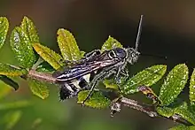 D. dorsata male in Florida.