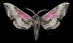 Smerinthus ocellata  ♂ △