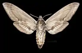 Sphinx drupiferarum  ♀ △