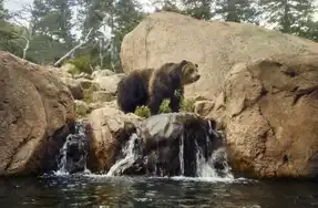 American grizzly bear at the zoo