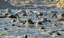 Many fossil tree stumps are scattered along the tidal platform. Tree density of the Curio Bay Jurassic forest is thought to have been about 552–851 trees/ha.