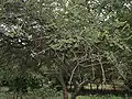 Ziziphus xylopyrus in Hyderabad, India.