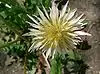 Taraxacum albidum2.jpg